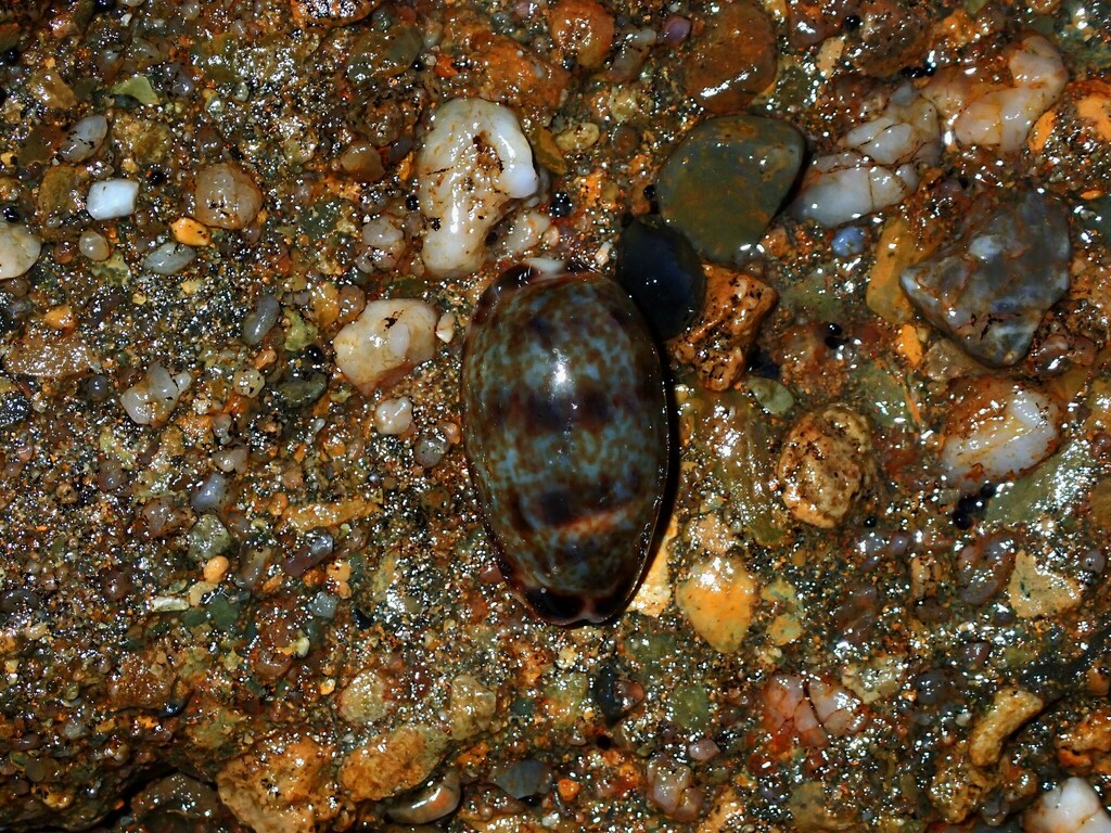 Cat Cowry From Woody Head Nsw 2466, Australia On May 12, 2023 At 06:39 