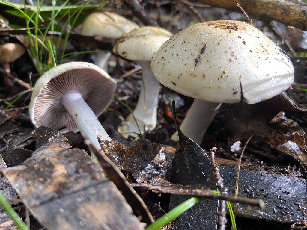 Phlegmacium artosum