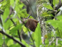 Xiphocolaptes albicollis