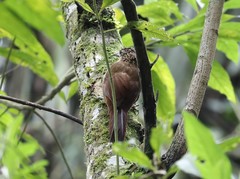 Xiphocolaptes albicollis