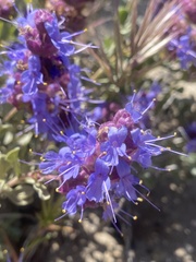 Salvia dorrii var. pilosa