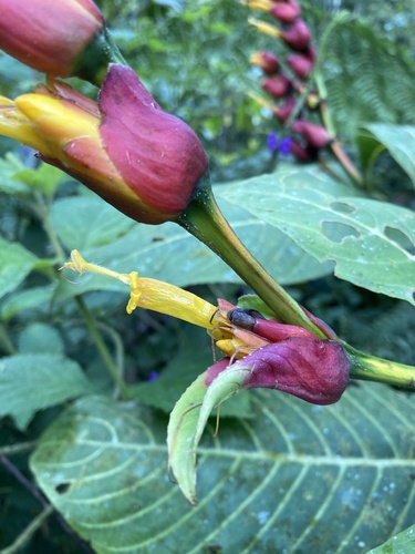 Sanchezia oblonga