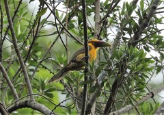 Pteroglossus bailloni