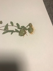 Grindelia squarrosa quasiperennis
