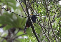 Selenidera maculirostris