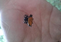 Gasteracantha cancriformis