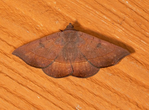 Ferguson's Epidromia Moth photo 5