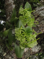Epidendrum barbeyanum image