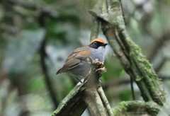 Conopophaga melanops