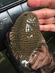 Trinectes maculatus