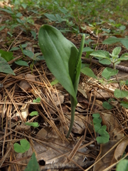 Malaxis macrostachya