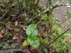 Malaxis histionantha