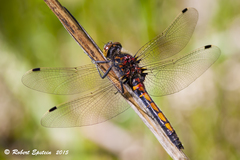 Leucorrhinia borealis