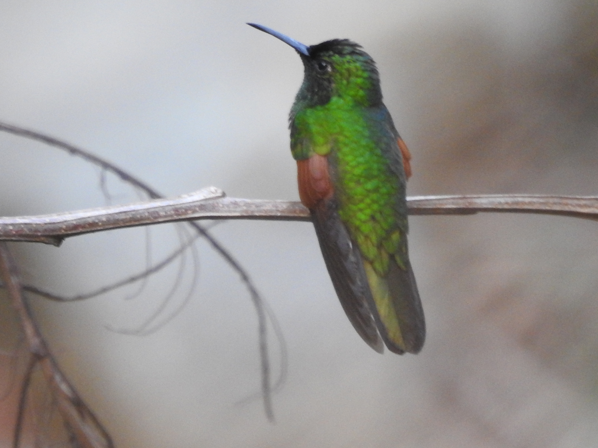 White-tailed Hummingbird (Eupherusa poliocerca), photo 2