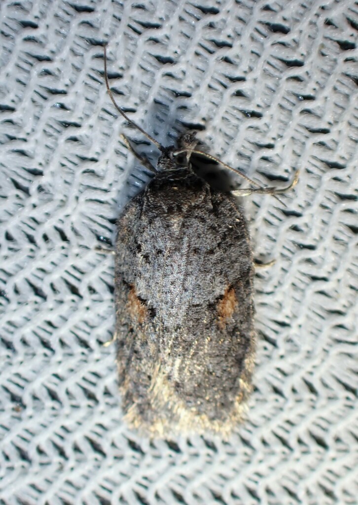 Acleris hudsoniana