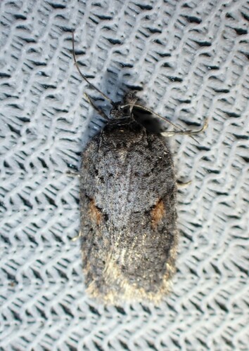 Acleris hudsoniana