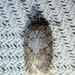 Acleris hudsoniana - Photo (c) Louis Imbeau, some rights reserved (CC BY), uploaded by Louis Imbeau