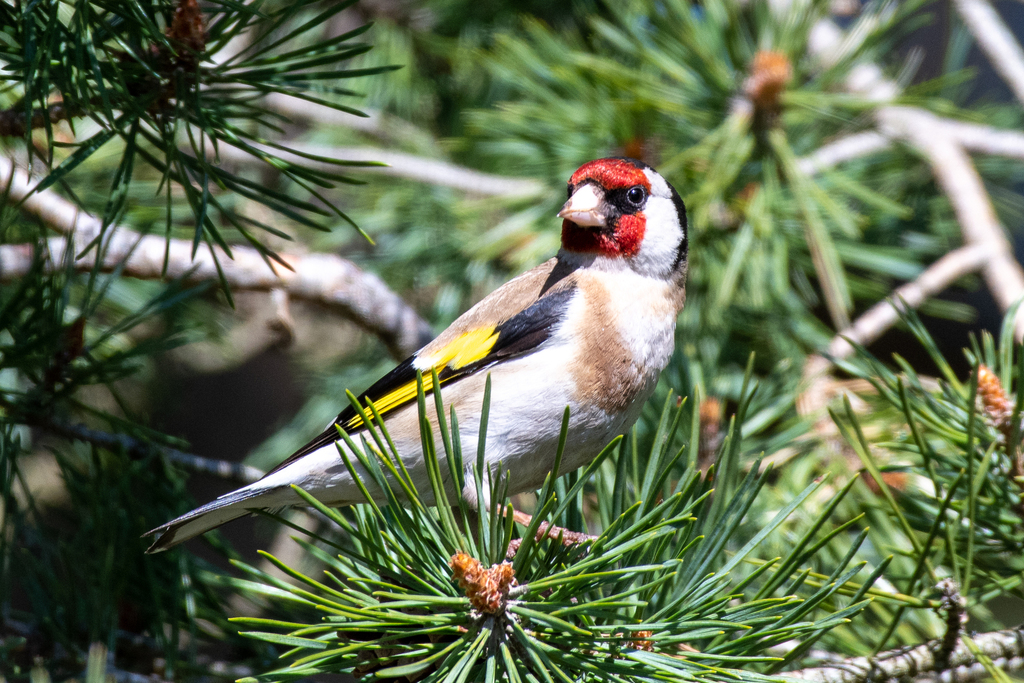 European goldfinch