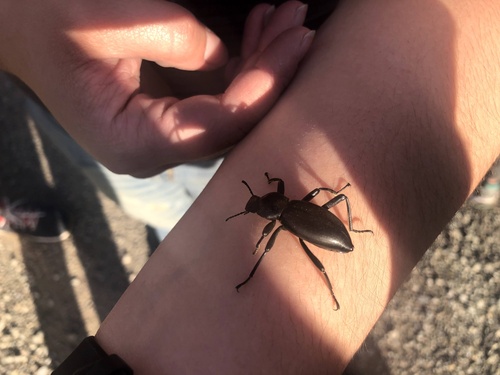 iNaturalist observation photo of Coelocnemis magna