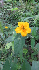 Sclerocarpus divaricatus