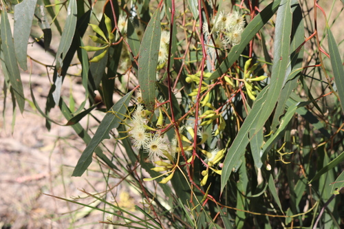 Image of Eucalyptus ochrophloia by (c) Martin Hannan-Jones, some rights reserved (CC BY)