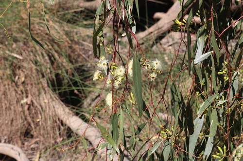 Image of Eucalyptus ochrophloia by (c) Martin Hannan-Jones, some rights reserved (CC BY)