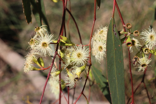 Image of Eucalyptus ochrophloia by (c) Martin Hannan-Jones, some rights reserved (CC BY)