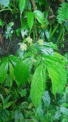 Elatostema hirtellipedunculatum