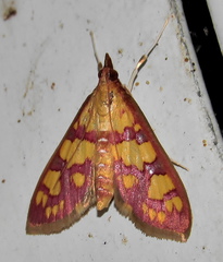 Stenochora lancinalis