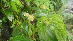 Elatostema hirtellipedunculatum
