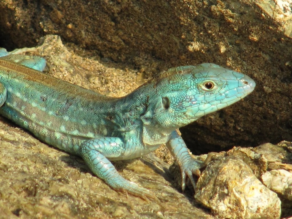 Rainbow whiptails from Cabo de la Vela, Colombia on June 10, 2011 by ...