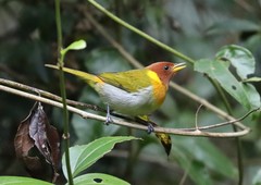 Hemithraupis ruficapilla