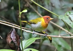 Hemithraupis ruficapilla