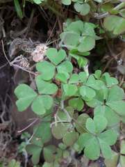 Oxalis chnoodes