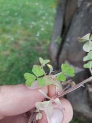 Oxalis chnoodes