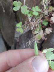 Oxalis chnoodes