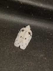 Flatoidinus punctatus