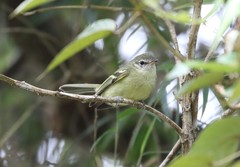 Phylloscartes ventralis