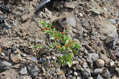 Salix setchelliana