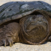 Common Snapping Turtle - Photo (c) Becky Gregory, some rights reserved (CC BY-ND)
