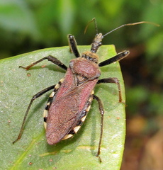 Rhynocoris erythrocnemis