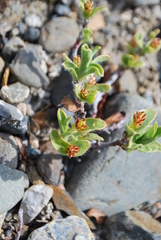 Salix setchelliana