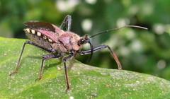 Rhynocoris erythrocnemis