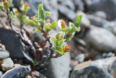 Salix setchelliana