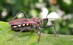 Rhynocoris erythrocnemis