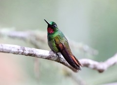 Heliodoxa rubricauda