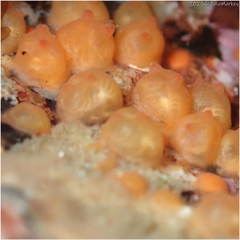 Orange Colonial Sea Squirt photo 4