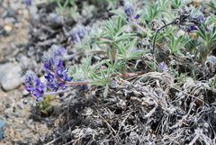 Lupinus kuschei