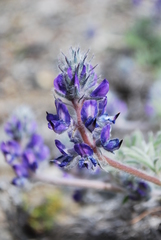 Lupinus kuschei