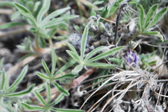 Lupinus kuschei
